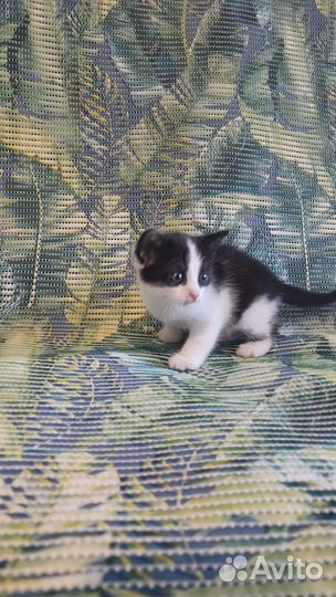 Котята бесплатно