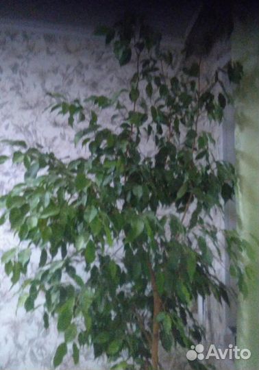 Роициссус, растет в большом глиняном горшке