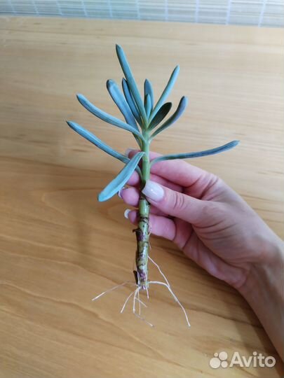 Крестовник, отросток