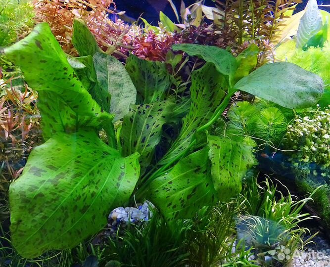 Живые растения для аквариума