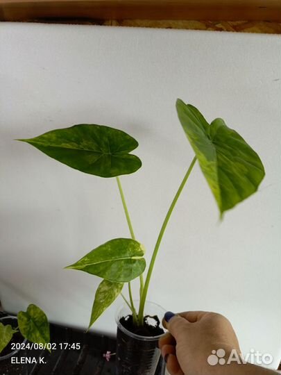 Алоказия Гагеана вариегатная