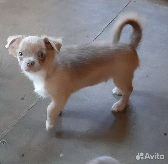 Чихуахуа мальчик