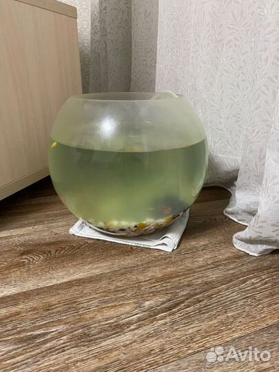 Компрессор и аквариум 13л