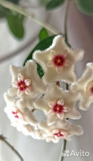 Хойя Матильда сплеш