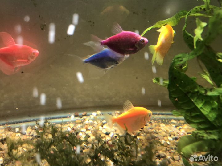 Рыбки Глофиш