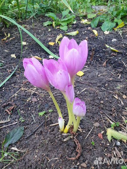 Безвременник луковицы