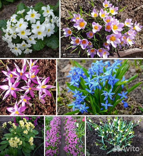 Шикарные Подснежники,Крокусы, Сцилла, Примулы