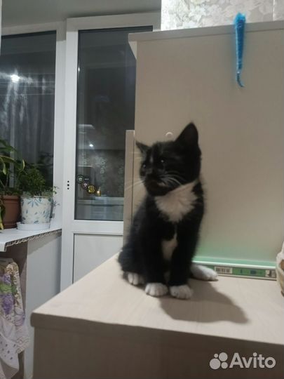 Домашние животные котята