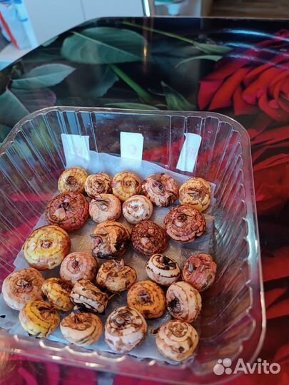 Гладиолусы луковицы