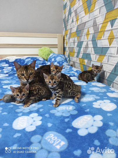 Бенгальчики