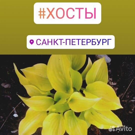 Хоста