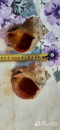 Ракушка Рапана