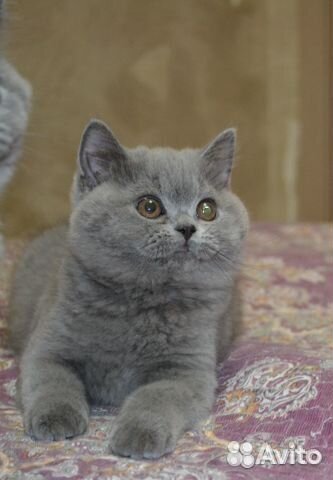 Британские голубые котята
