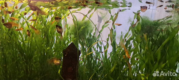 Аквариум с рыбками