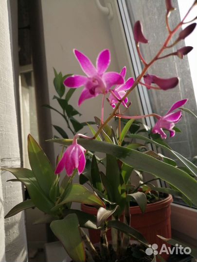 Орхидея денробиум