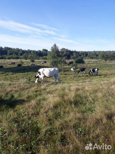 Корова дойная