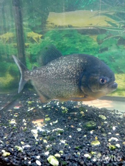 Рыба пиранья