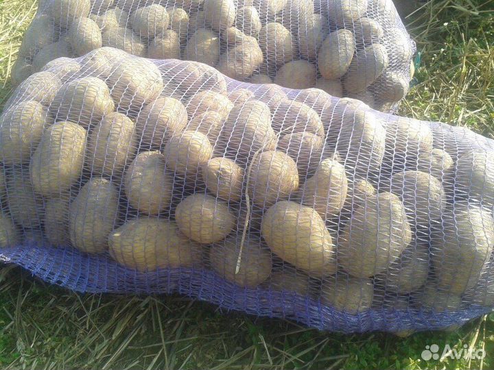 Продам картофель