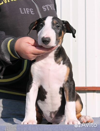 Бультерьер