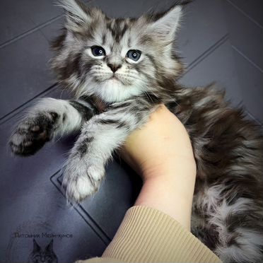 Мейн-кун котёнок