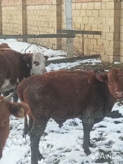 Овци бараны