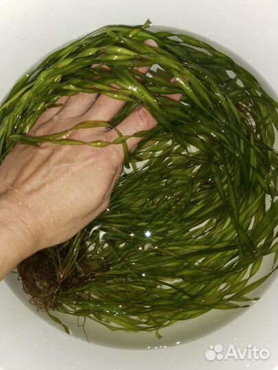 Аквариумные растения.Грунт.Оборудование.Сомики