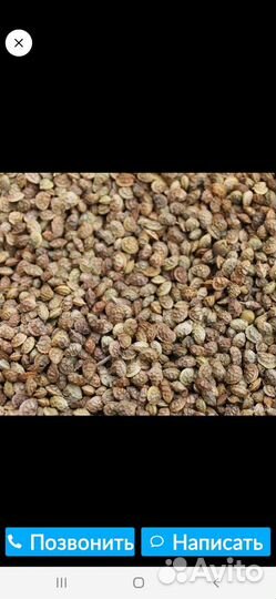 Семена люцерна