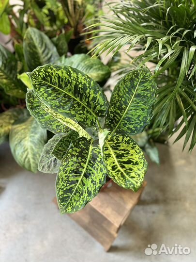 Диффенбахия Рефлектор