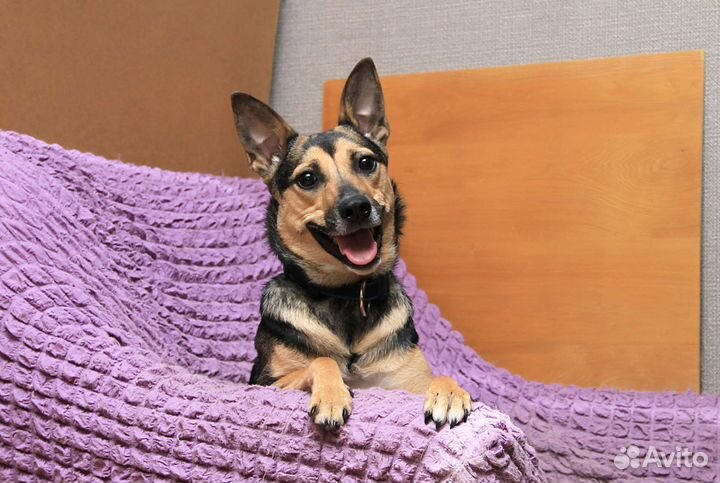 Миниатюрная собачка Суок