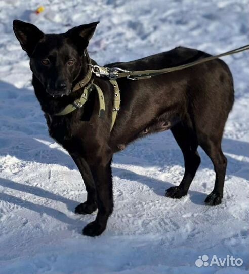 Собака в добрые руки