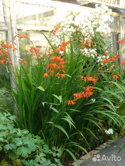 Многолетние цветы