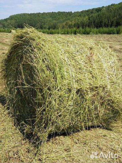 Сено в рулонах, в тюках