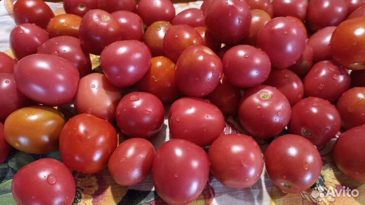 Аджика. Последняя партия