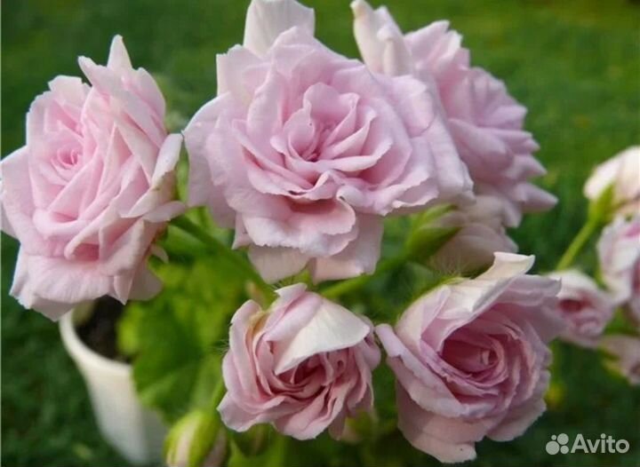 Пеларгония Millfield Rose