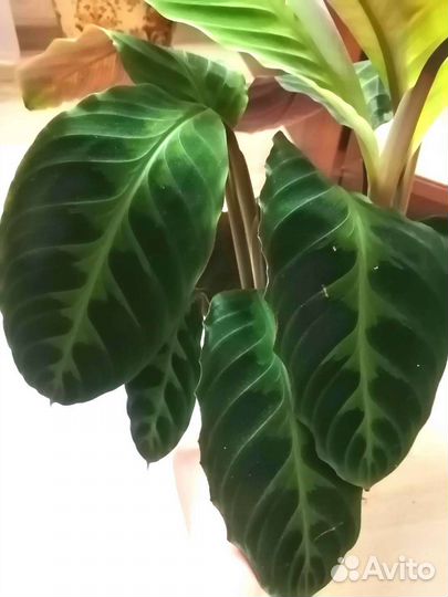 Калатея Варшевича