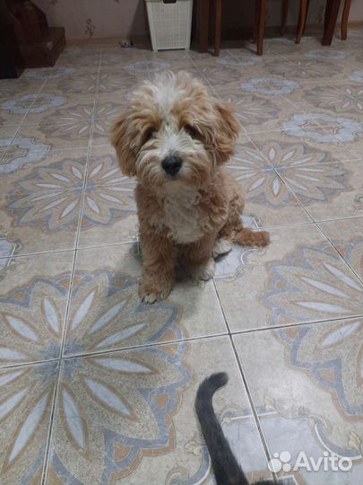 Мальчик мальтипу стандарт