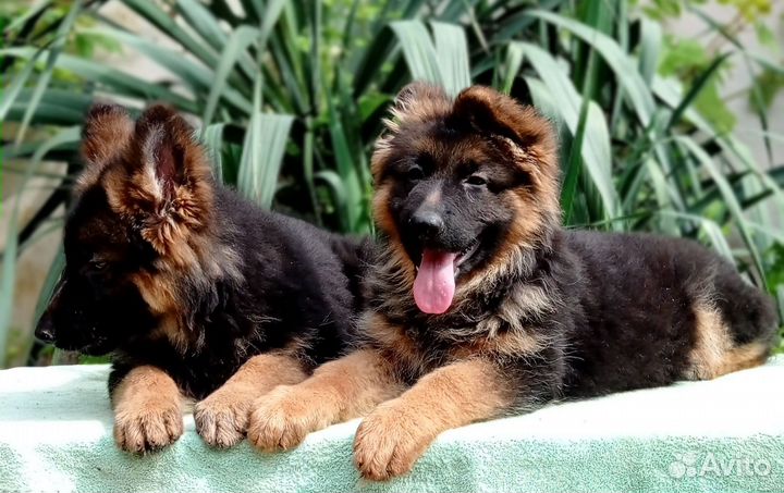 Питомник Голд Магда,щенки немецкой овчарки