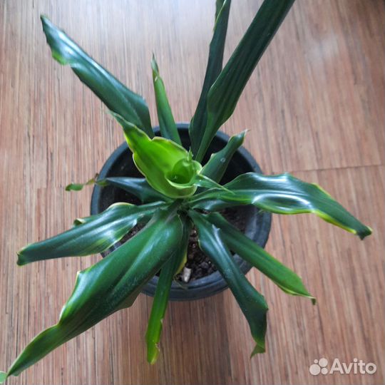 Пальма юкка