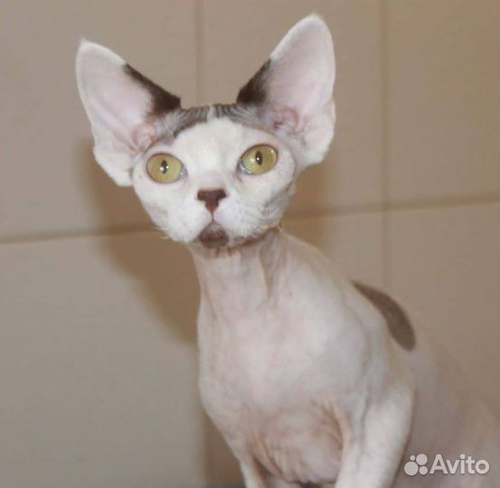 Девон-Рекс кошка