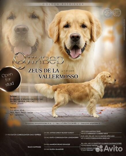 Кобель золотистый (голден) ретривер вязка