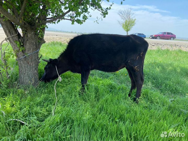 Телка 2года