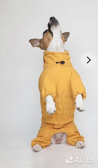 Дождевик Джек рассел сука Poroda store