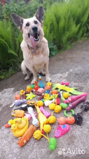 Зоопсихолог, дрессировка/кинолог, передержка