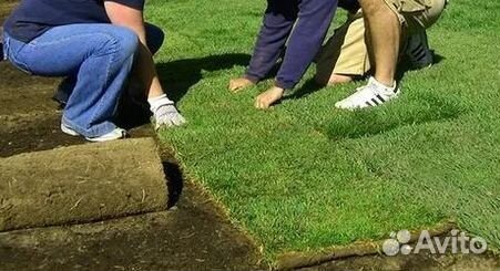 Газон рулонный