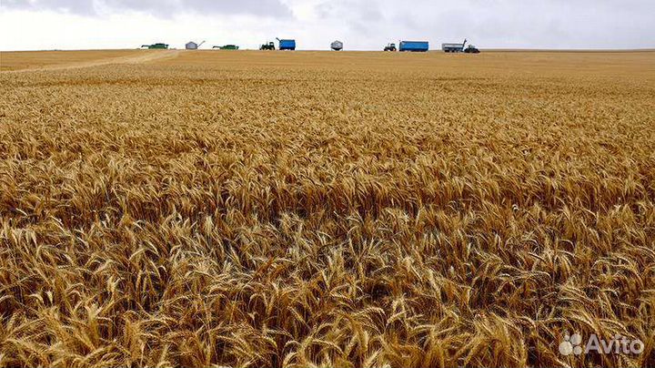 Ячмень, овес