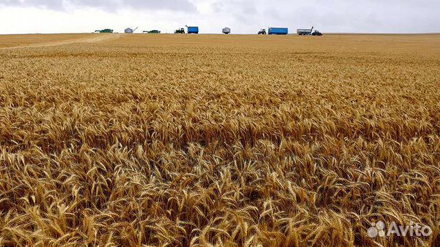 Ячмень, овес