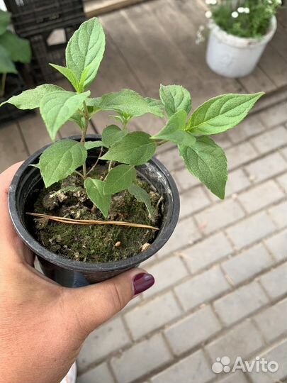 Гортензия метельчатая