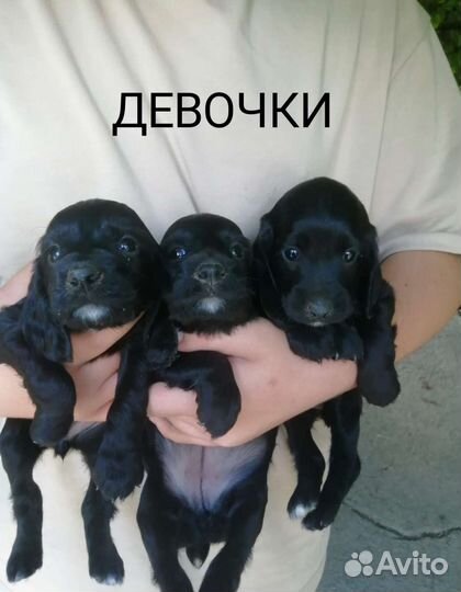 Щенки русского спаниеля