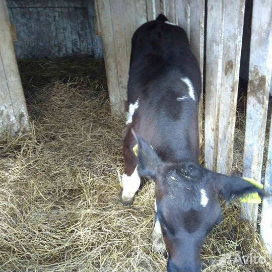 Продам отличных бычков телок