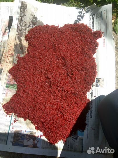 Мелкий подмосковный мотыль.Живой корм для рыбок